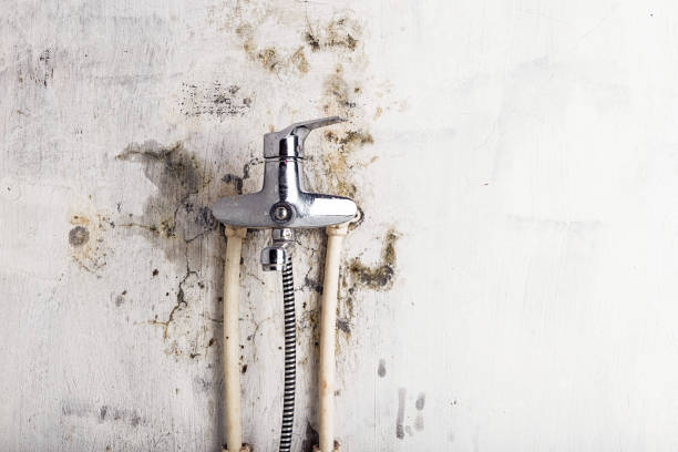 Best Emergency Mold Removal  in Henagar, AL
