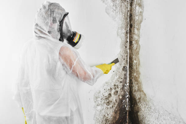 Office Mold Removal Services in Henagar, AL