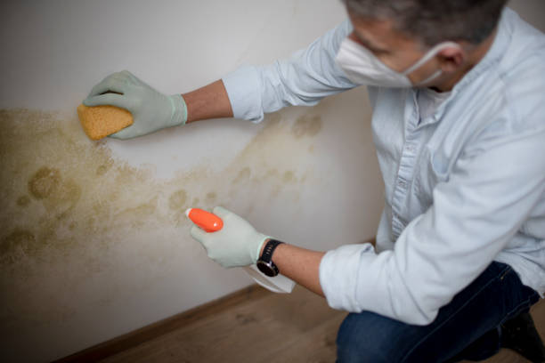 Best Residential Mold Removal  in Henagar, AL