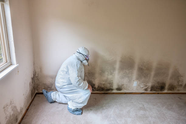 Best Crawl Space Mold Removal  in Henagar, AL