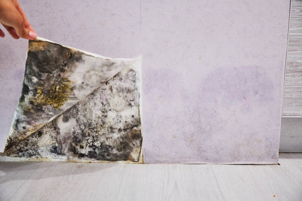 Best Office Mold Removal Services  in Henagar, AL